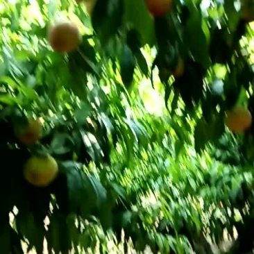 大量水蜜桃上市了