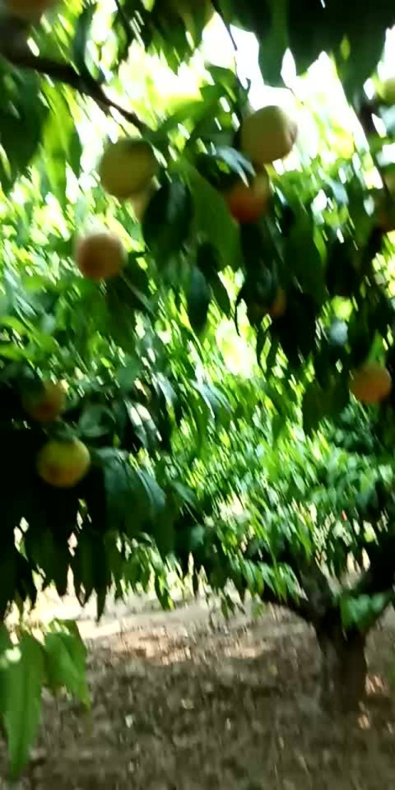 大量水蜜桃上市了