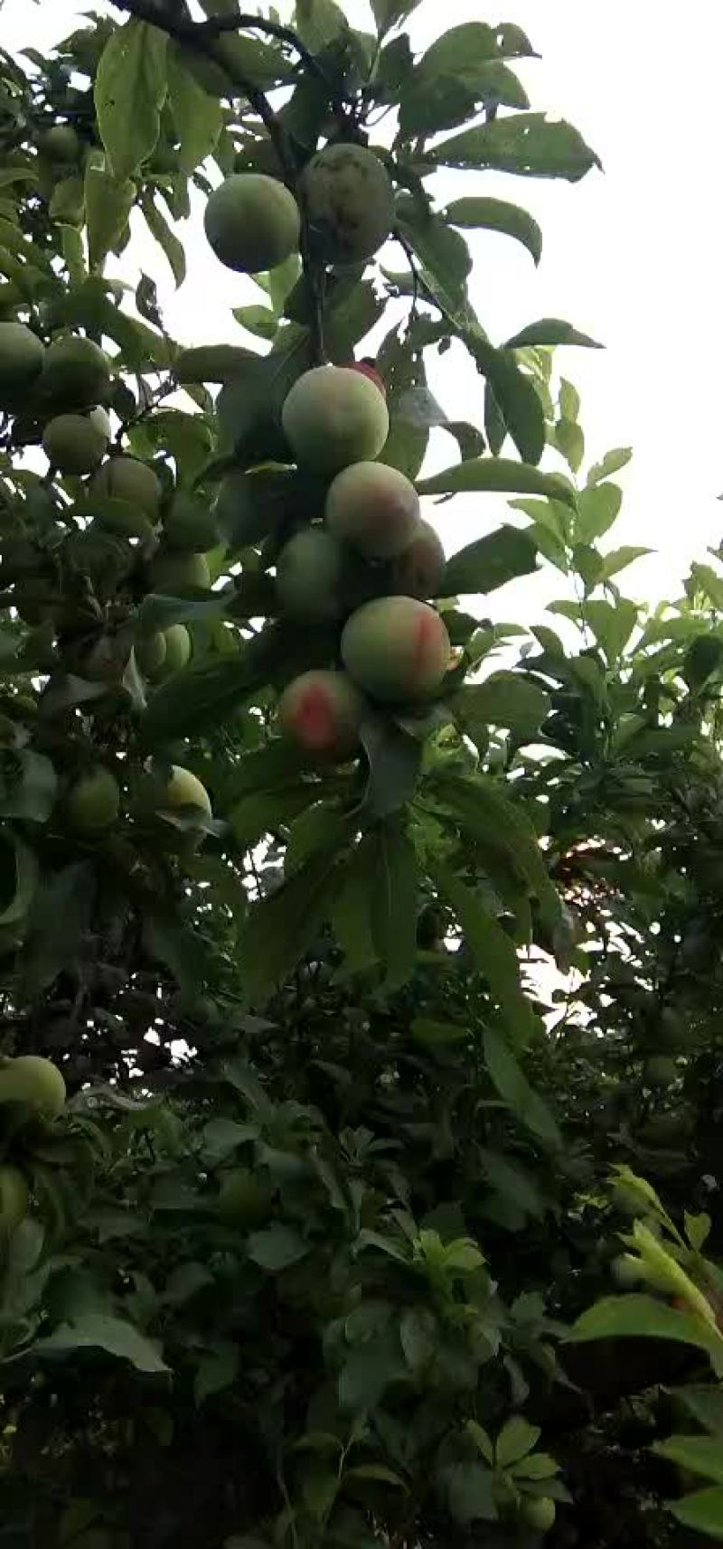 小李子已大量上市了，