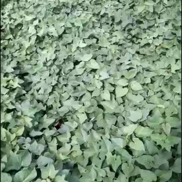 紫薯苗