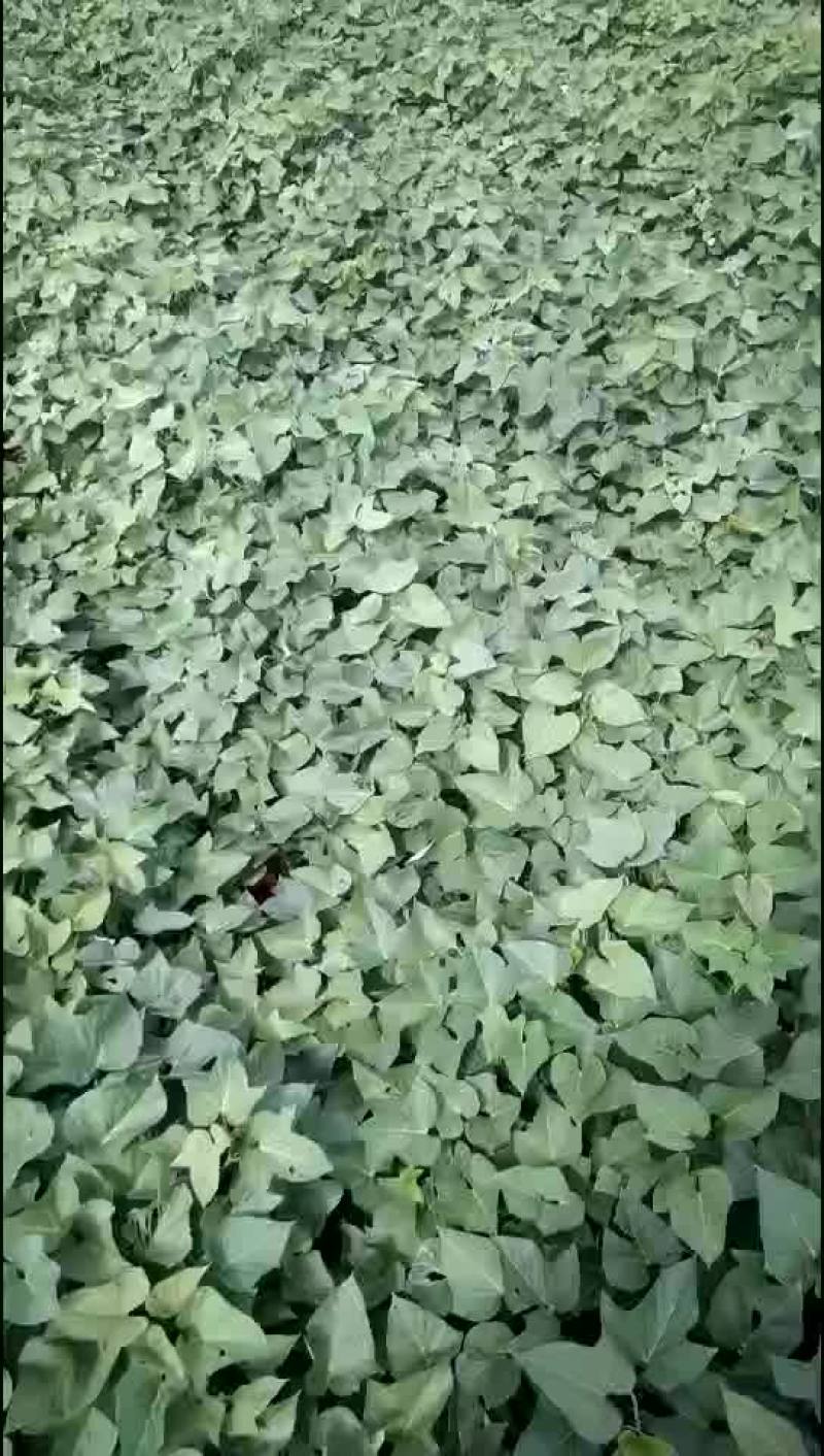 紫薯苗