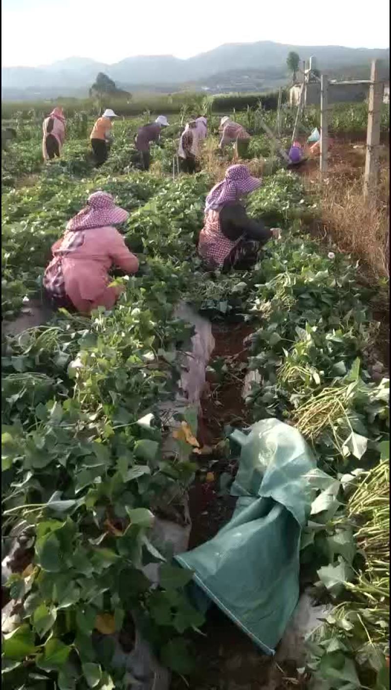 紫薯苗