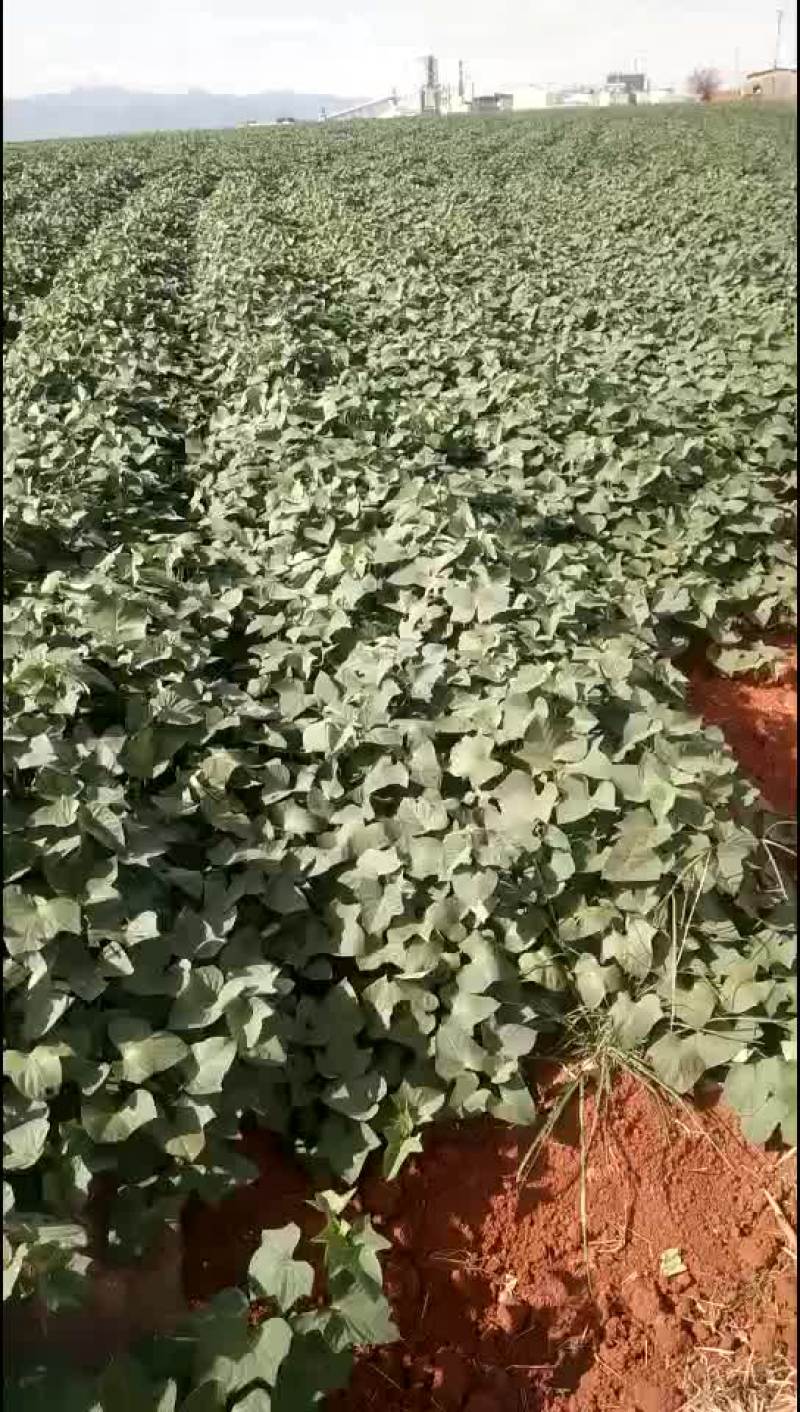紫薯苗