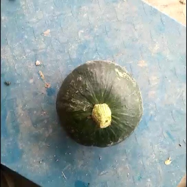 黑海南瓜