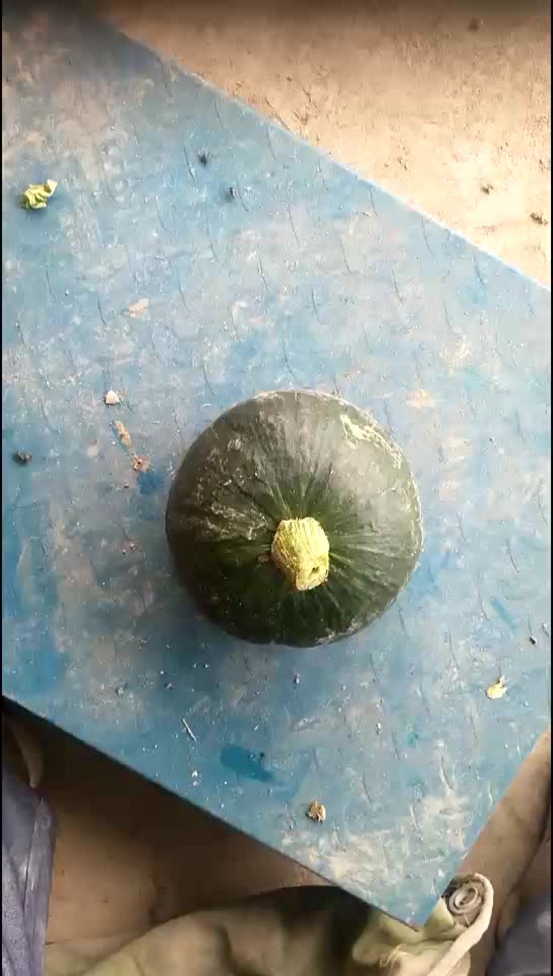 黑海南瓜
