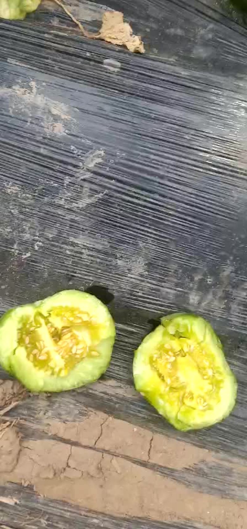 绿宝甜瓜