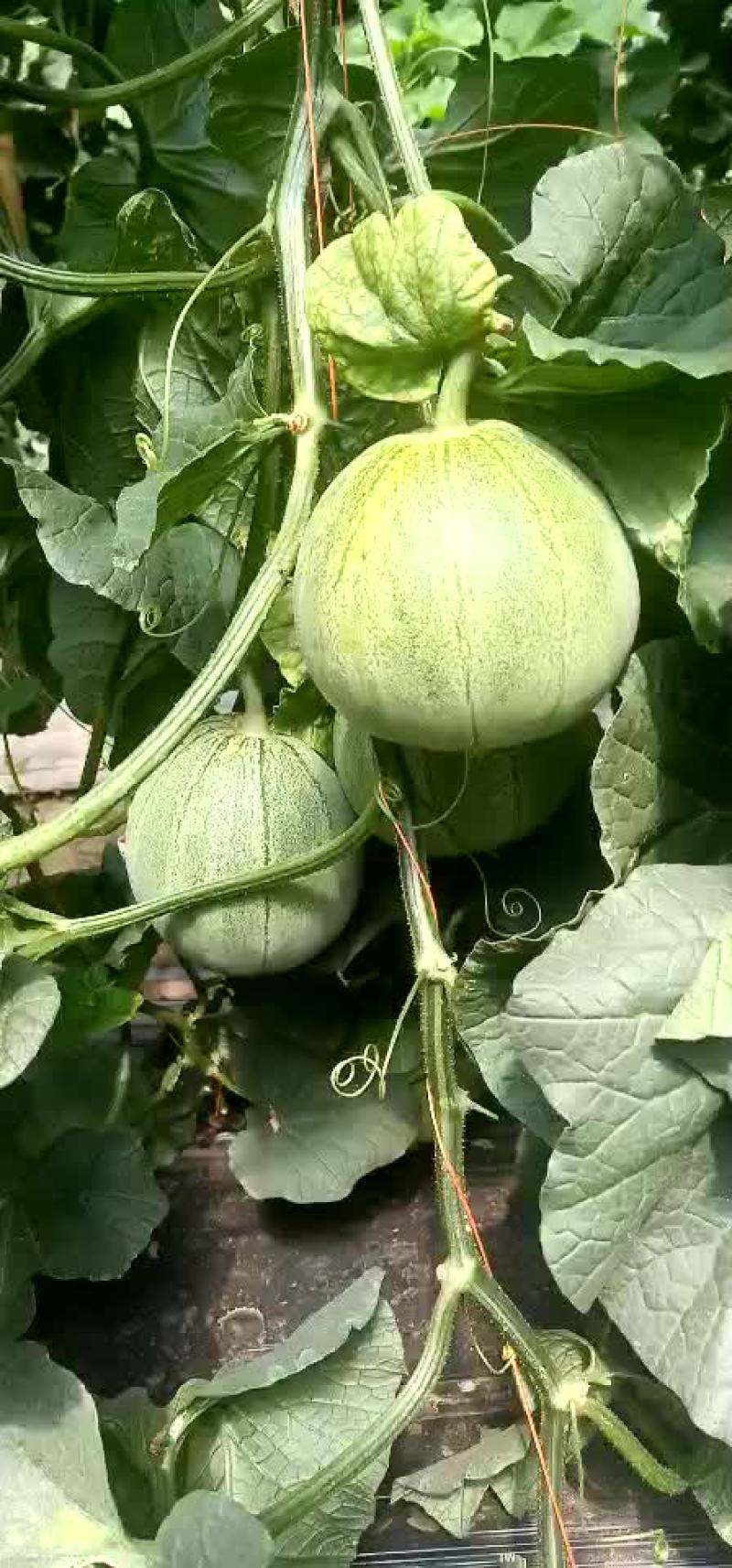 绿宝甜瓜
