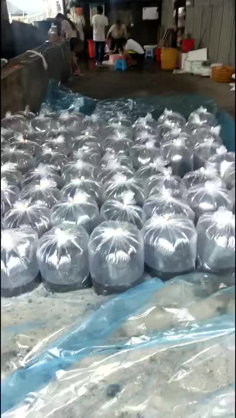 中华鸟塘鳢，土鱼，蟹虎鱼