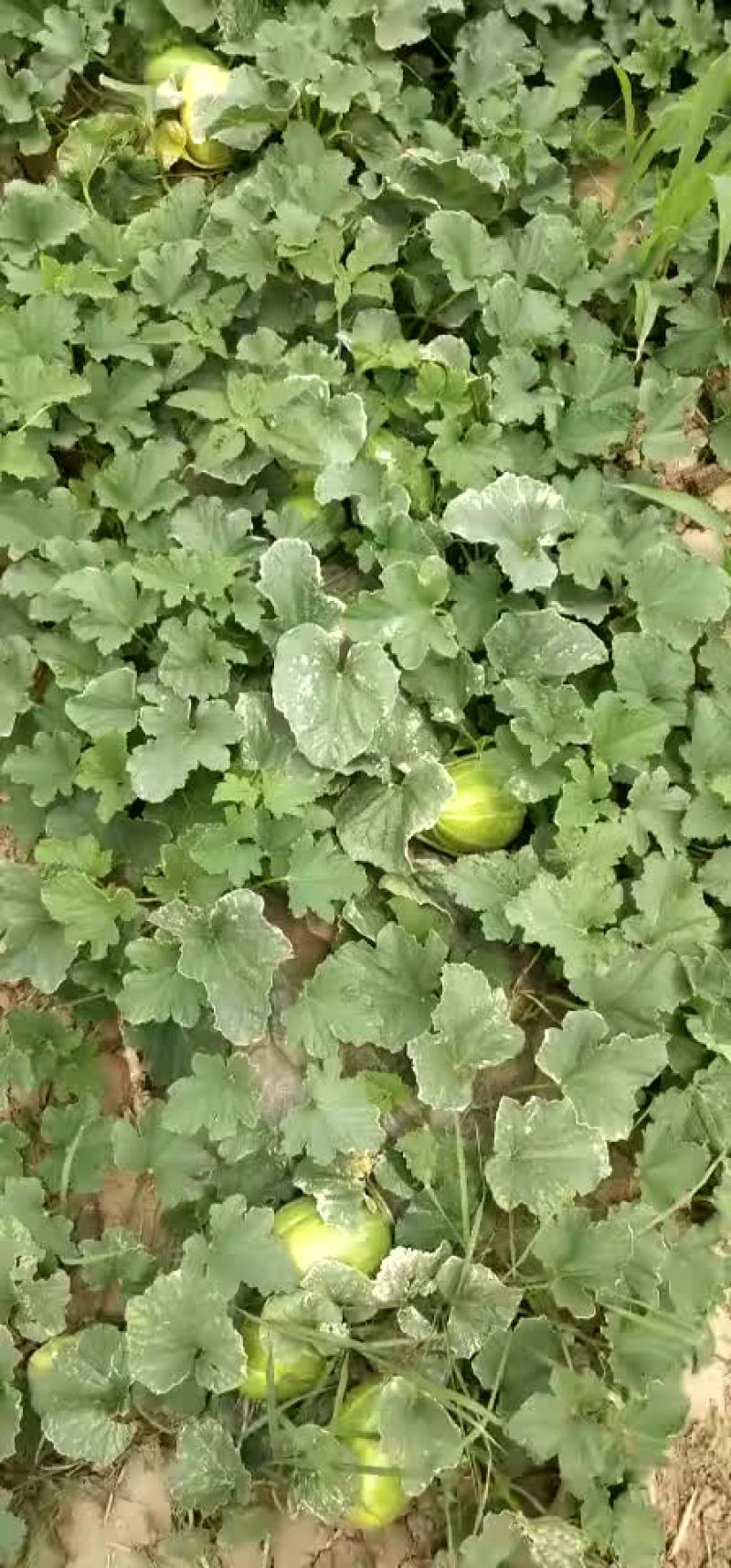 大量出售甜瓜