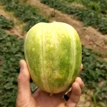 大量出售甜瓜