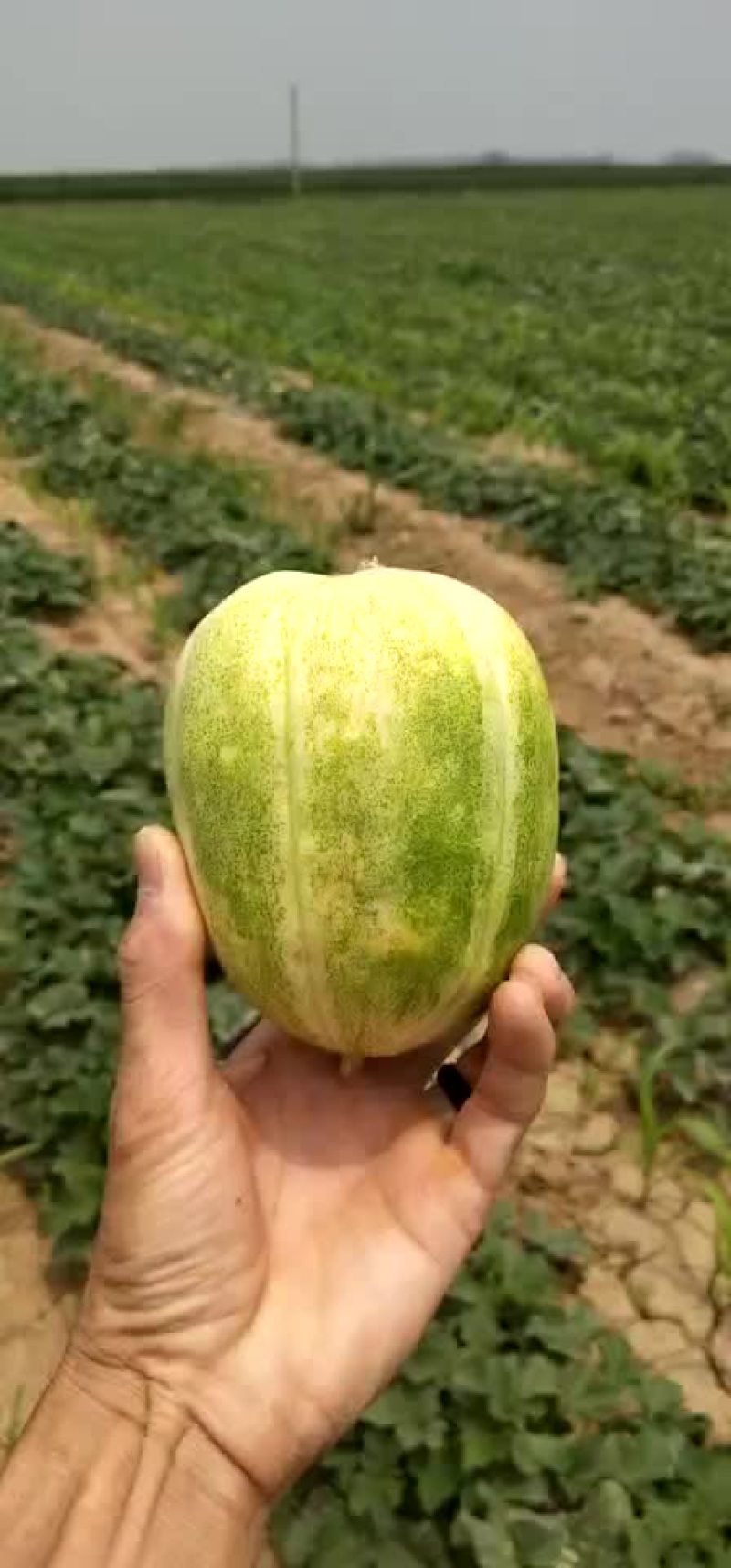 大量出售甜瓜