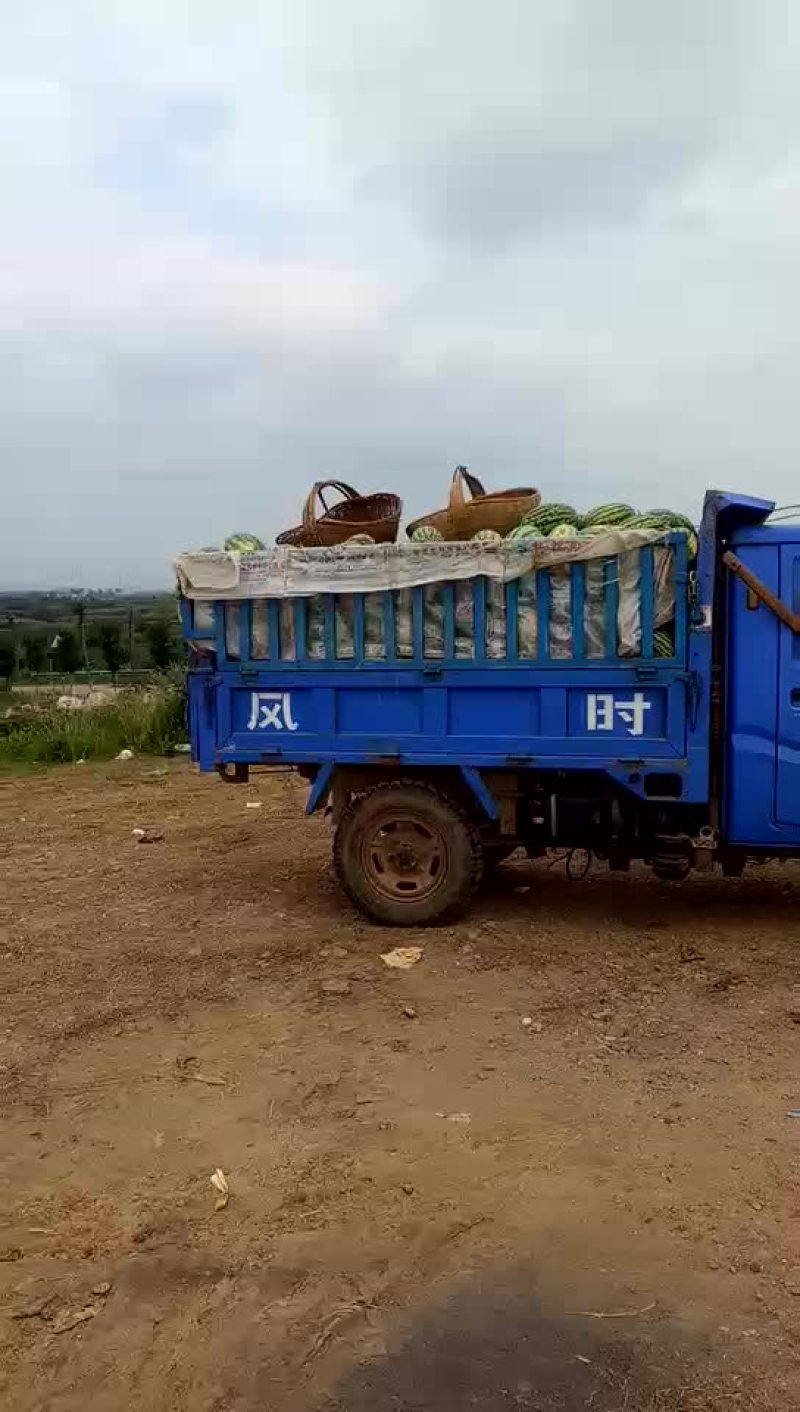 瓜果类