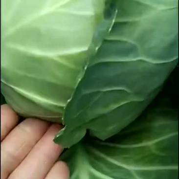 甘蓝
