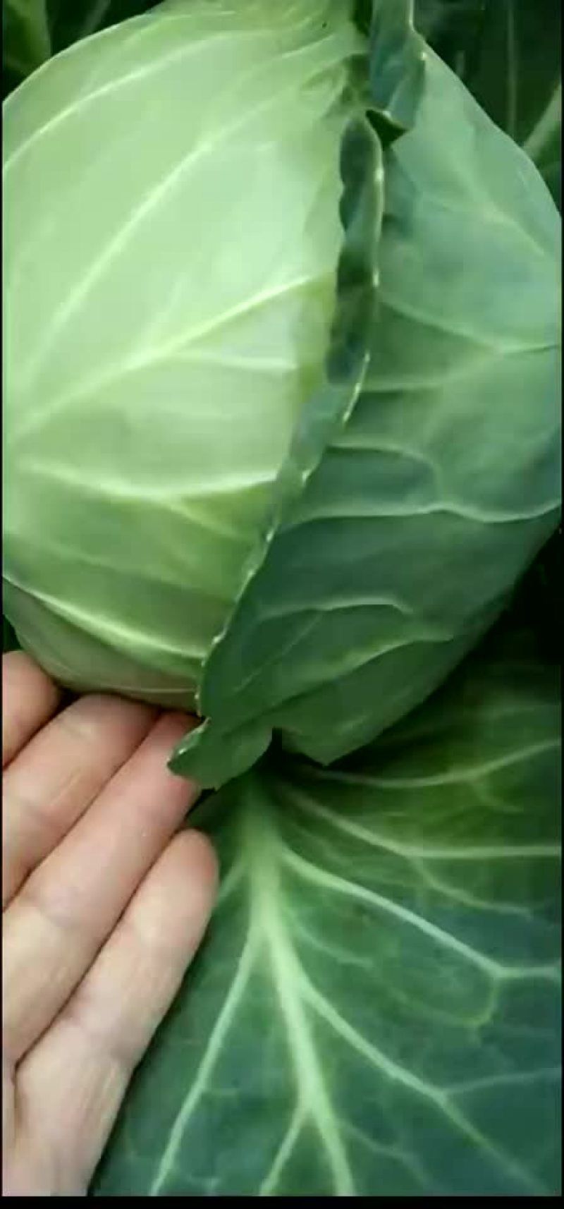 甘蓝