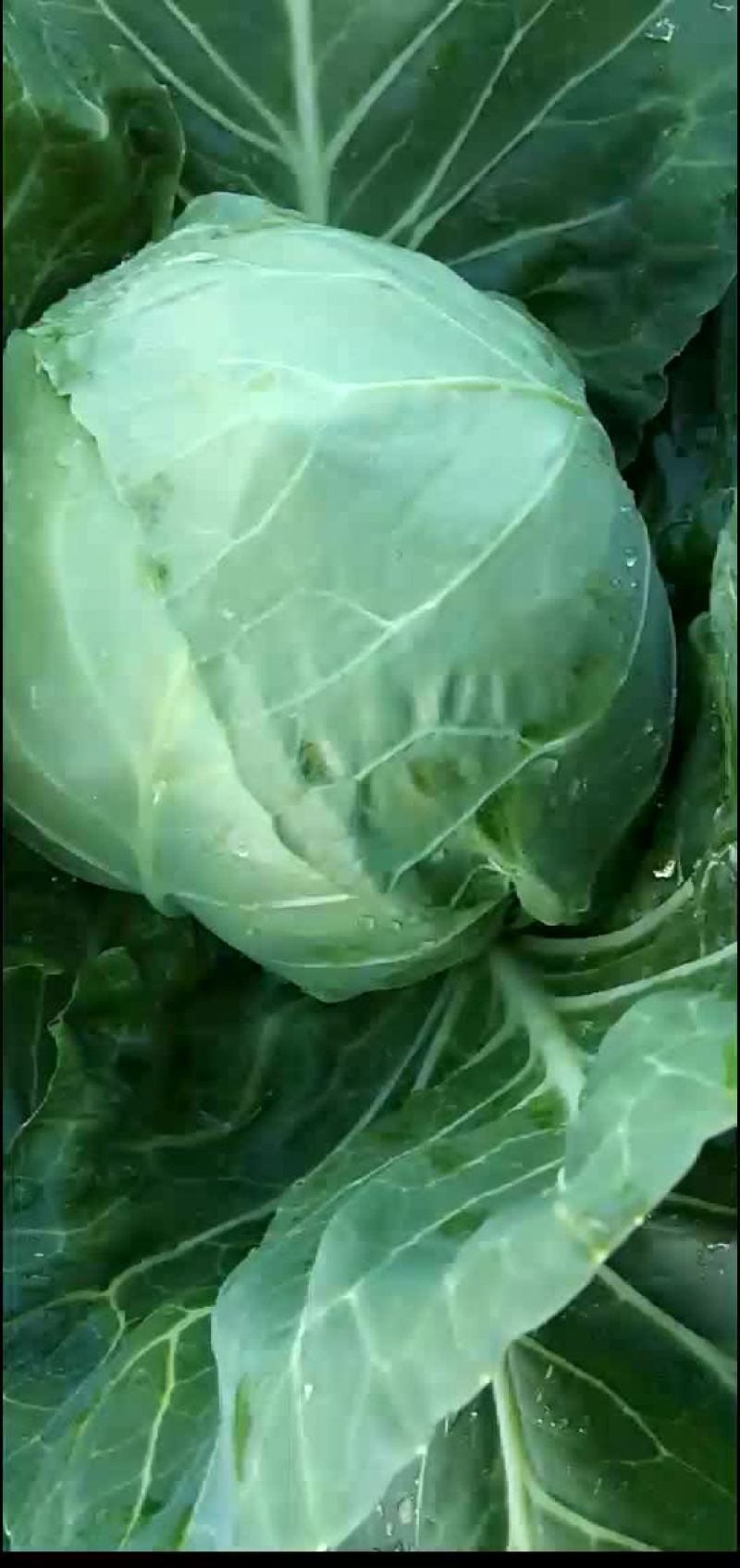 甘蓝