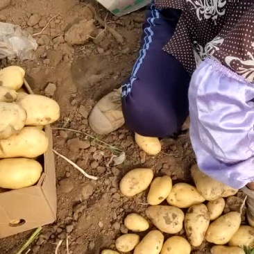 大量供应唐山荷兰土豆