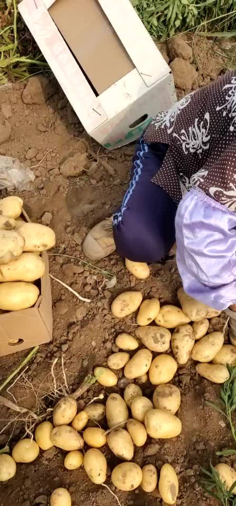 大量供应唐山荷兰土豆