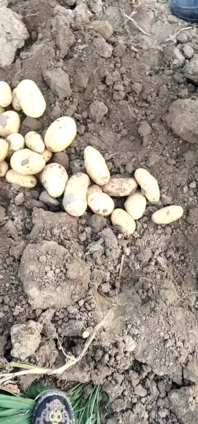 大量供应唐山荷兰土豆