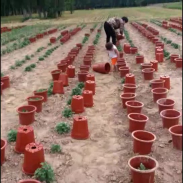 菊花基地