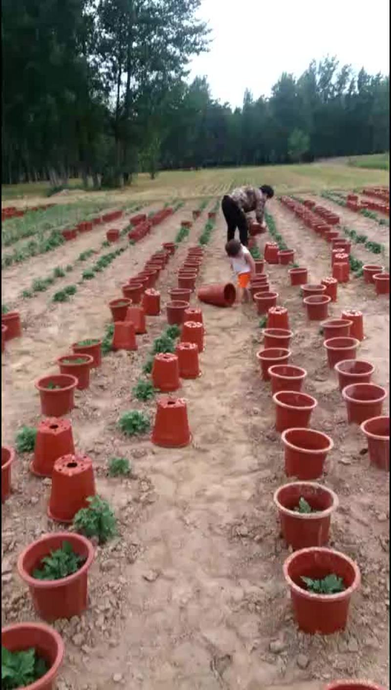 菊花基地