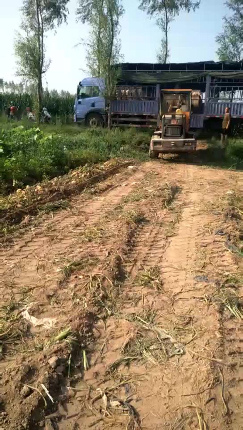土豆大量上市