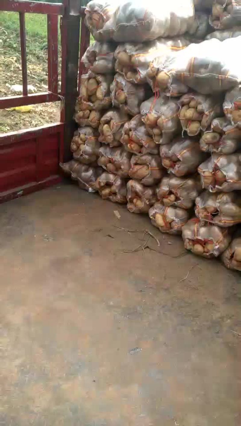 土豆大量上市