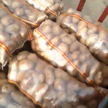 土豆大量上市