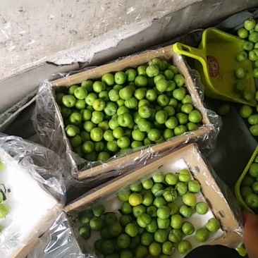青脆李大量上市价钱下低