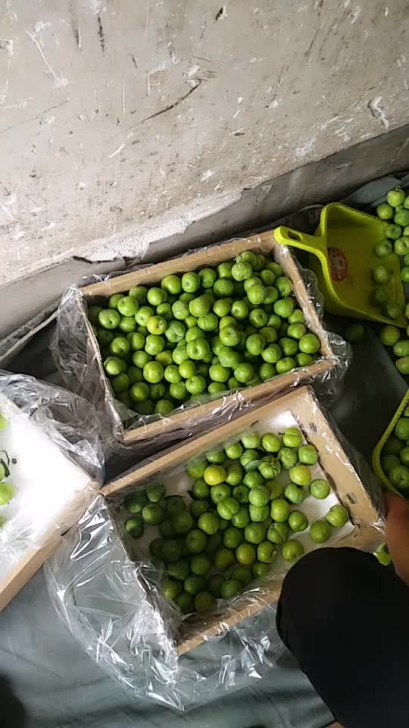 青脆李大量上市价钱下低