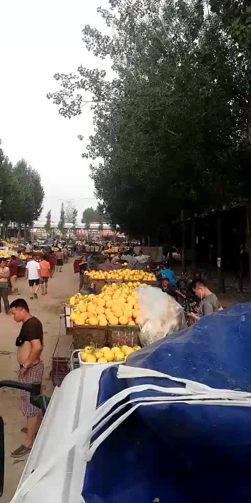 西州蜜25