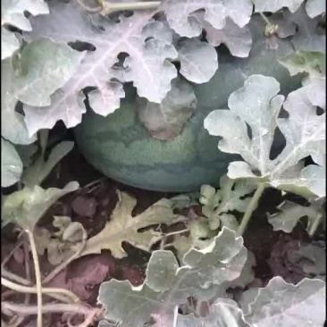 甜王西瓜