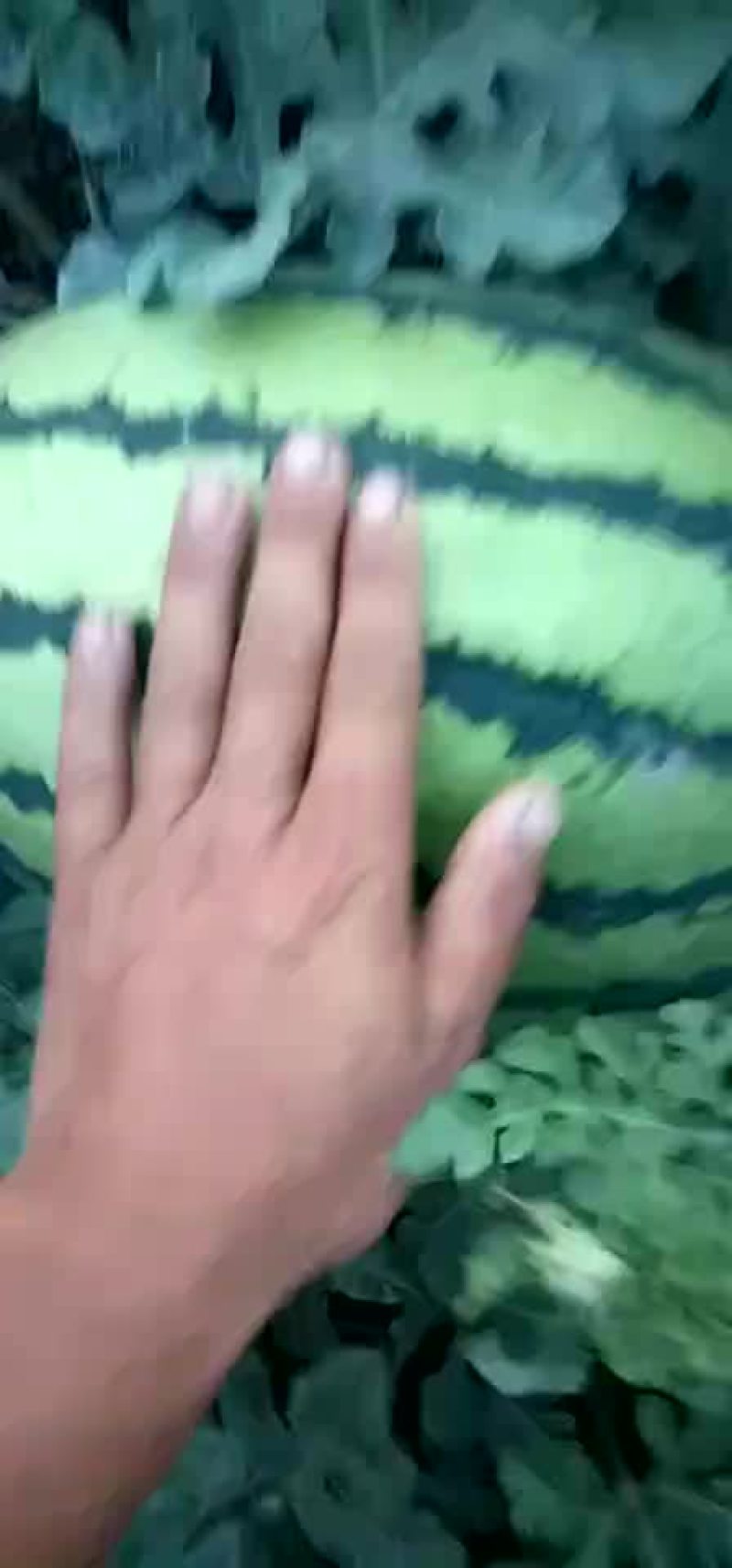 京欣西瓜