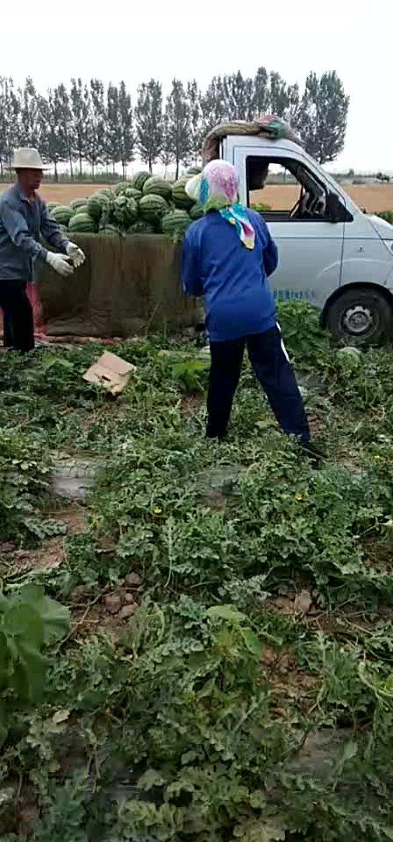 京欣西瓜