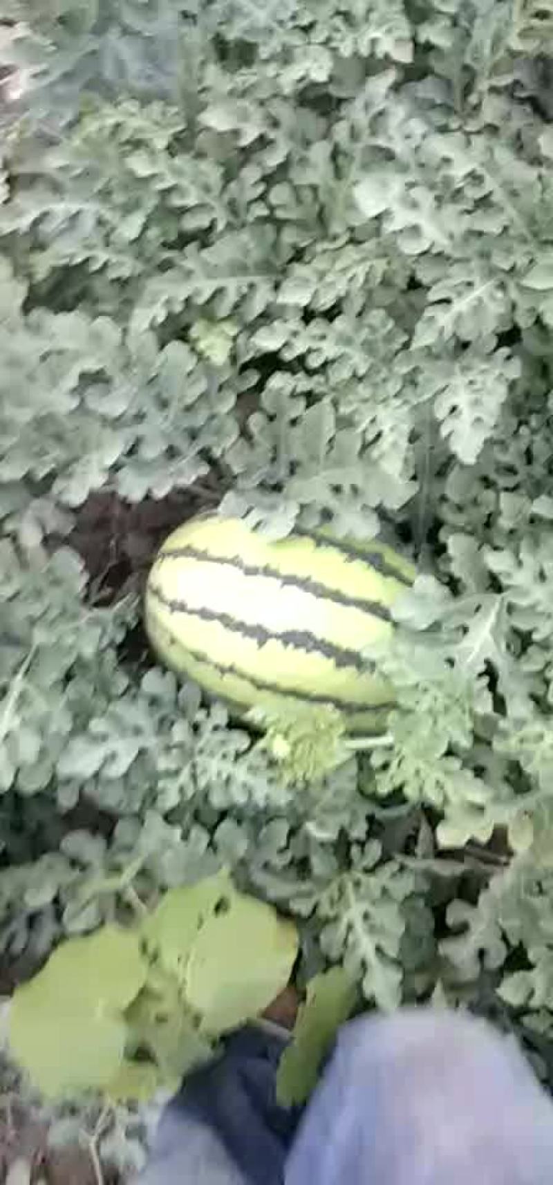 京欣西瓜