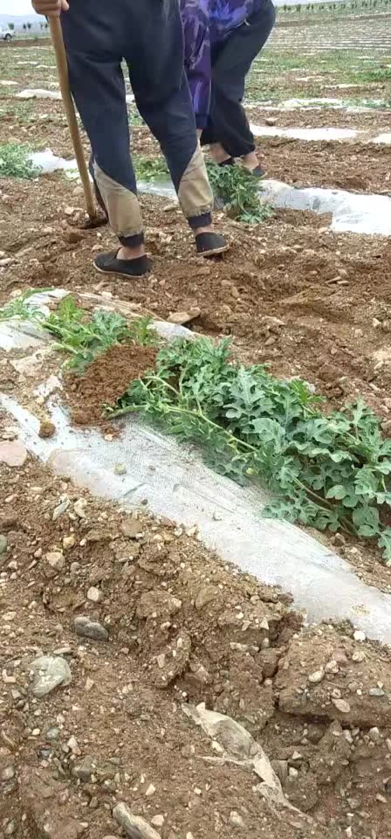 宁夏中卫喊叫水硒砂瓜月底月初上市