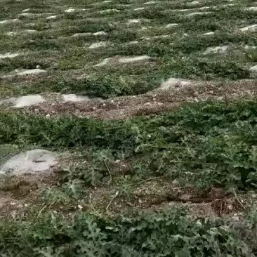 宁夏中卫喊叫水硒砂瓜月底月初上市