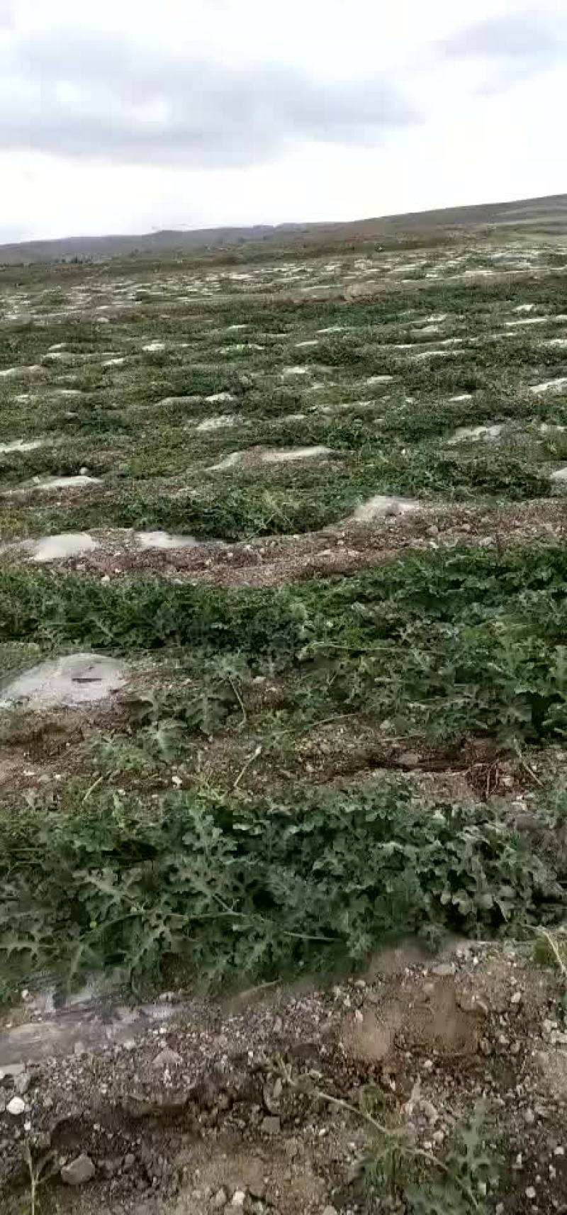 宁夏中卫喊叫水硒砂瓜月底月初上市