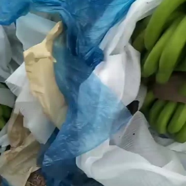 巴西香蕉