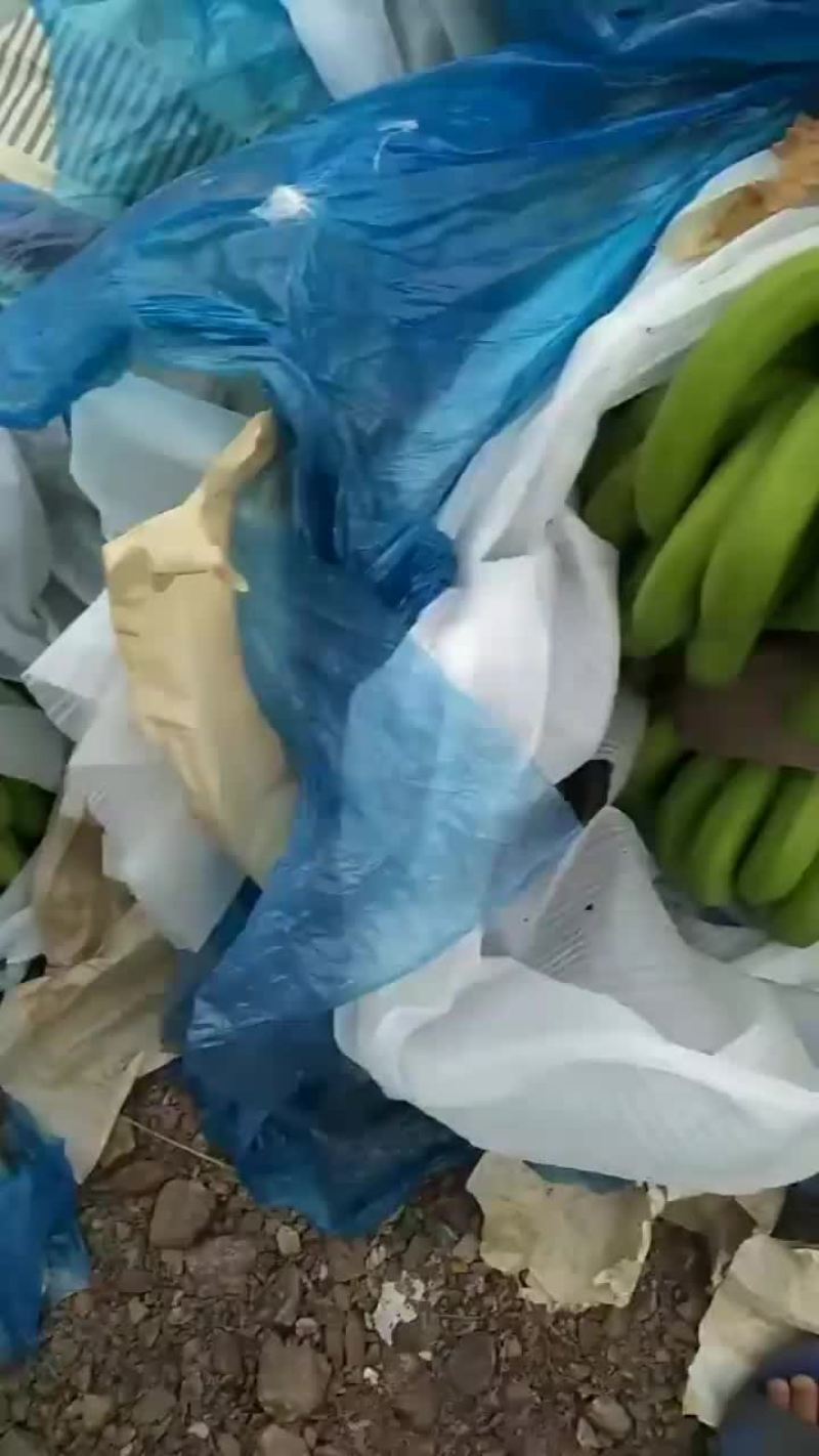巴西香蕉