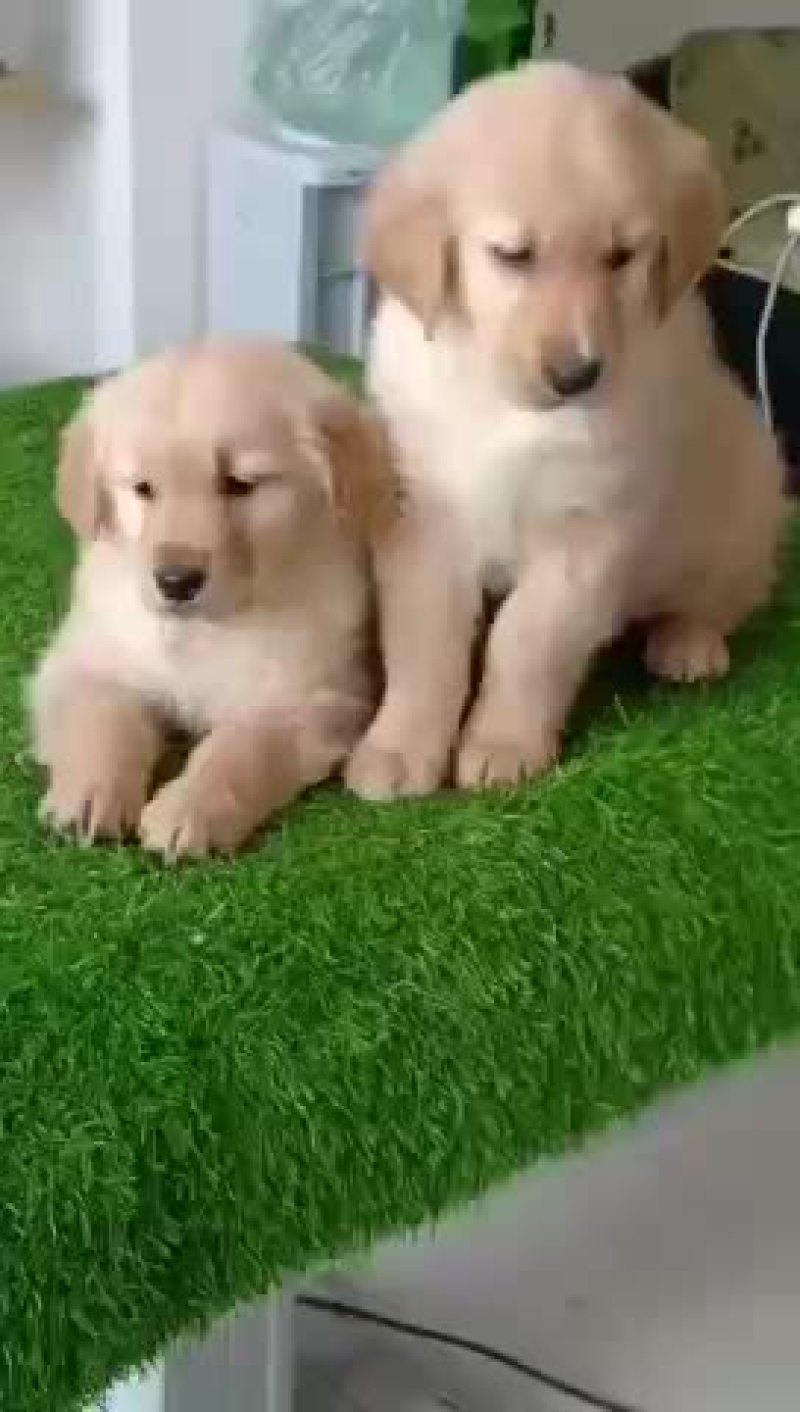 特种养殖