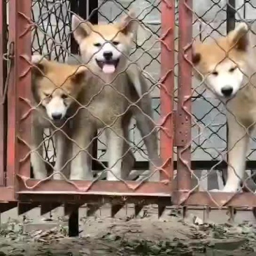 特种养殖