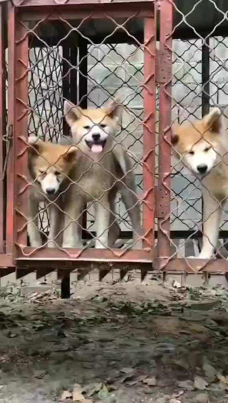 特种养殖