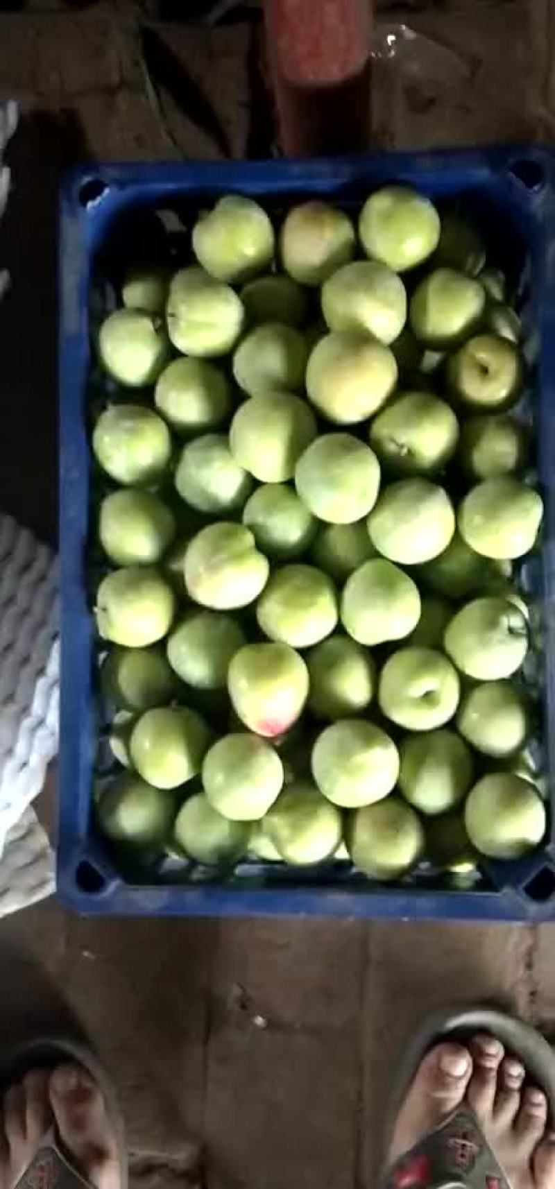 李子落价了，有需要发财的快来