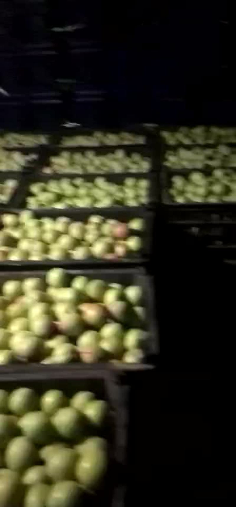 李子落价了，有需要发财的快来