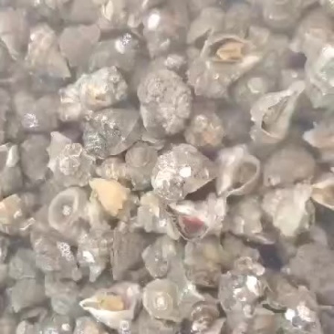 水产海螺