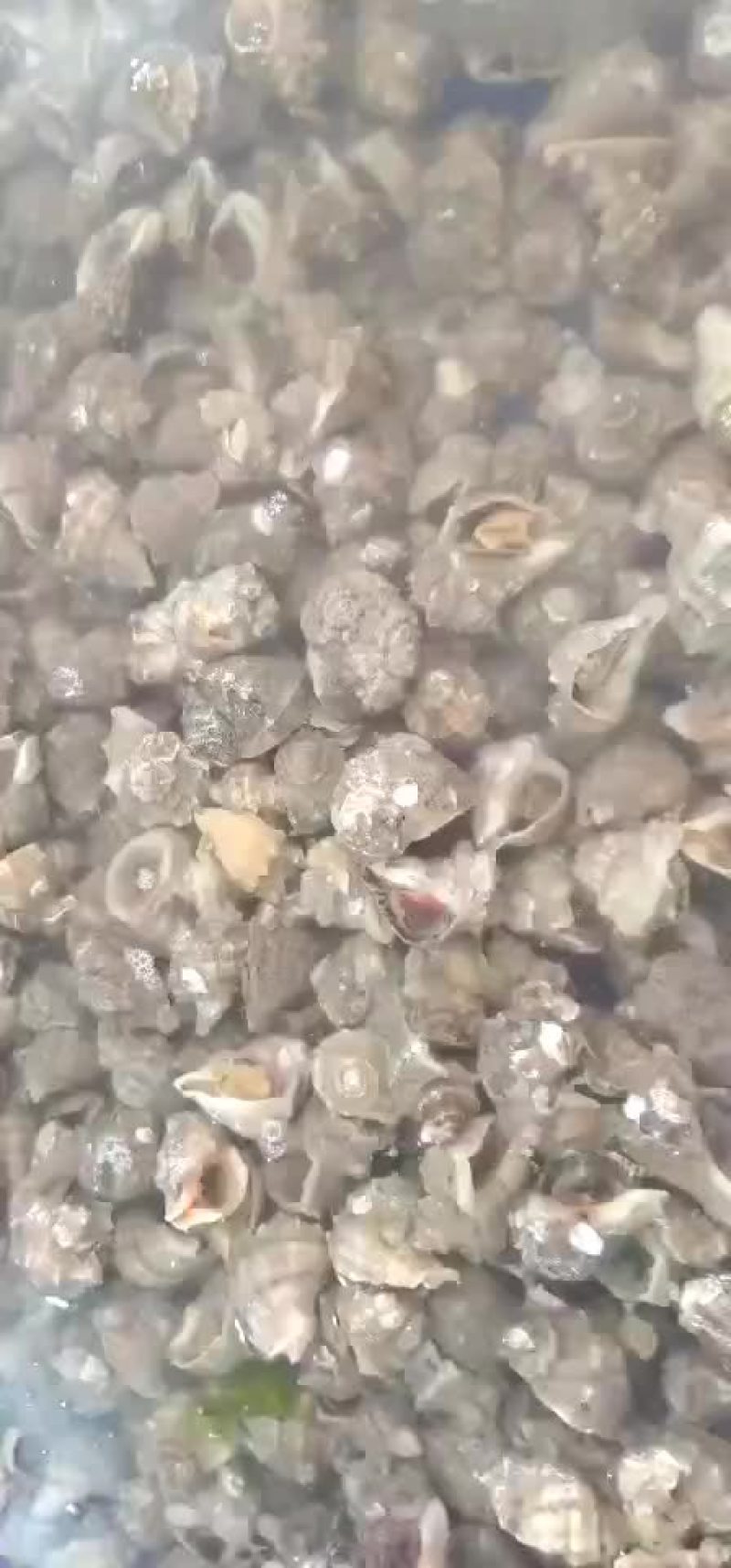 水产海螺