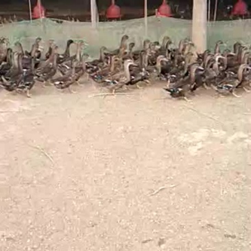 野鸭