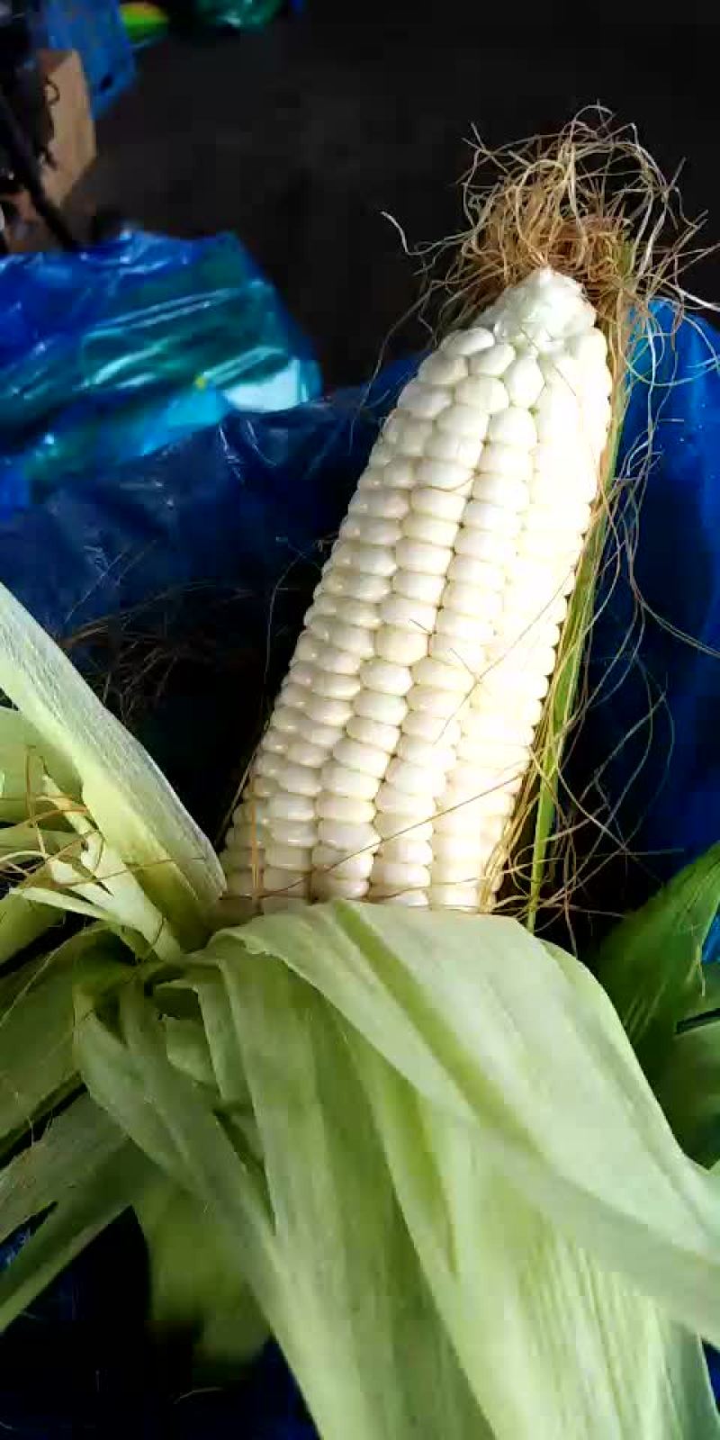玉米