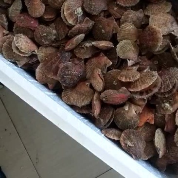 大扇贝