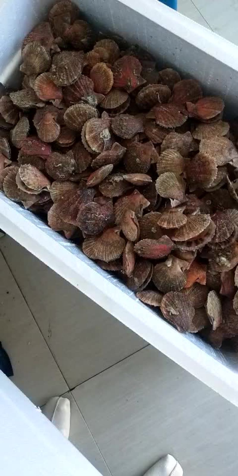 大扇贝